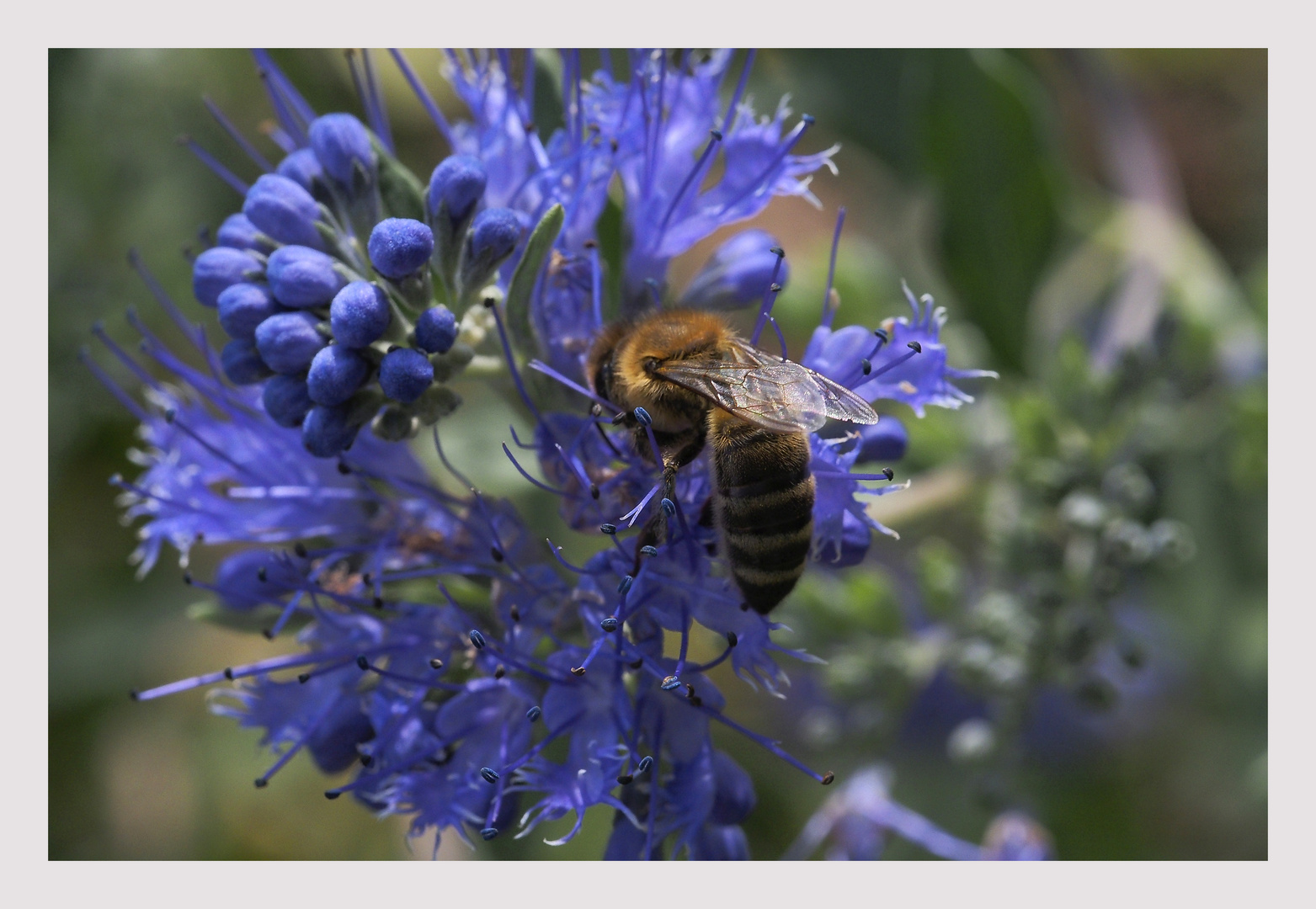 Gefangen in Bartblume