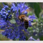 Gefangen in Bartblume