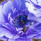 gefangen in der Anemone