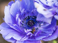 gefangen in der Anemone