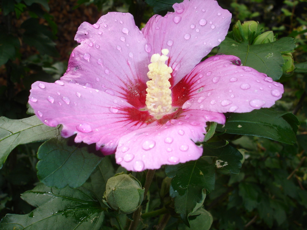 Gefangen in der Pracht der Blüte