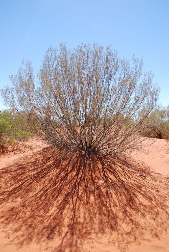 Gefangen in der Wüste Australiens Foto & Bild pflanzen, pilze