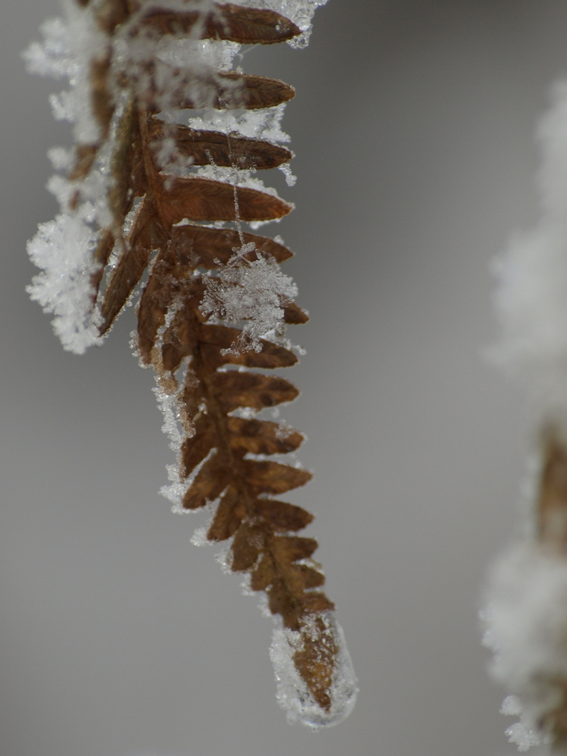 gefangen in Eis und Schnee