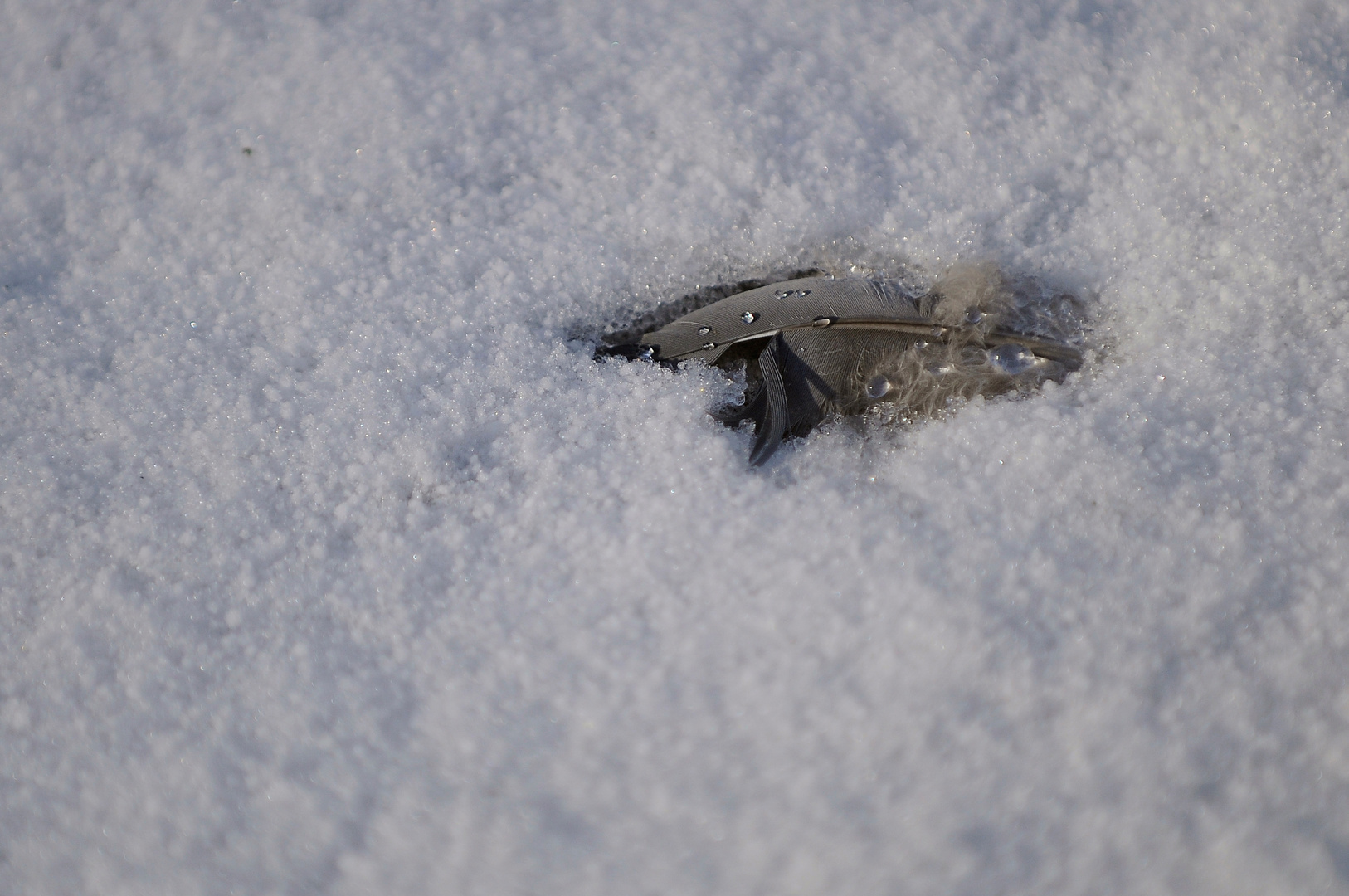 gefangen und behütet im Schnee