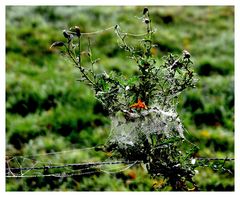 Gefangen von der Natur