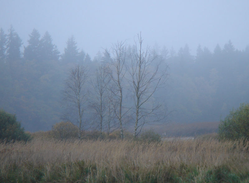 Gefangene Birken im mystischen Nebel des Waldviertels