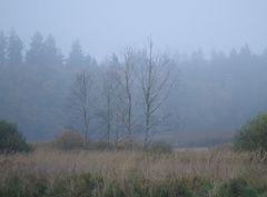 Gefangene Birken im mystischen Nebel des Waldviertels