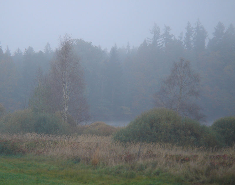 Gefangene Birken im mystischen Nebel des Waldviertels Teil 2