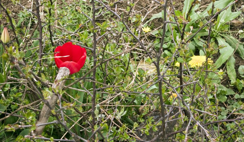 gefangene blumen