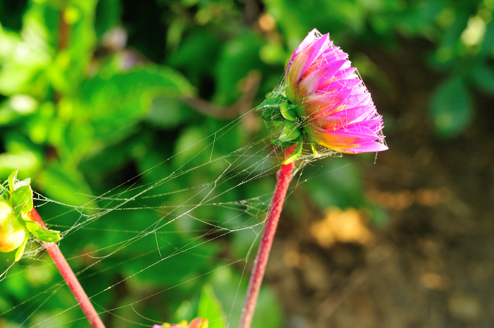 gefangene Herbstblüte