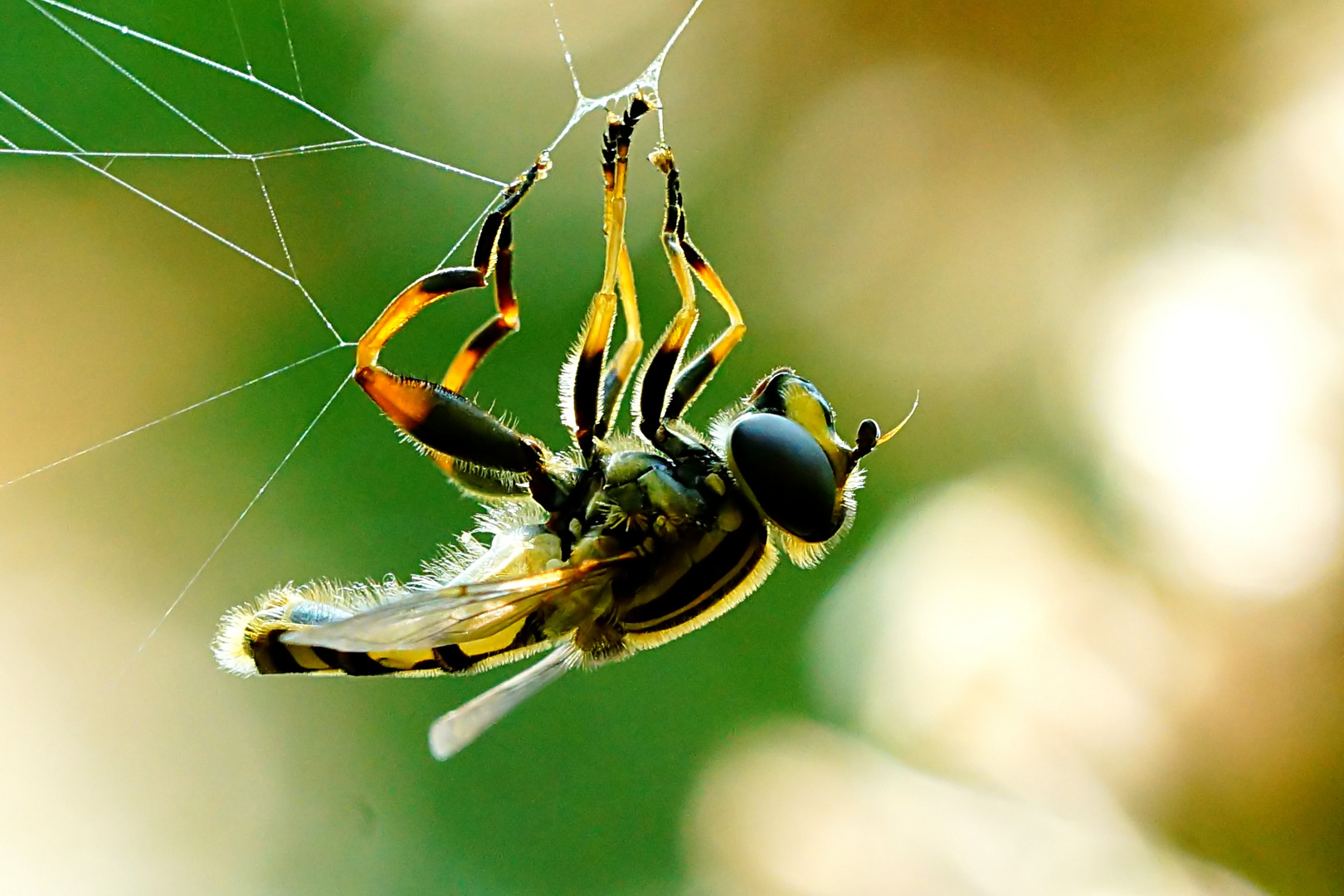 Gefangene Schwebfliege