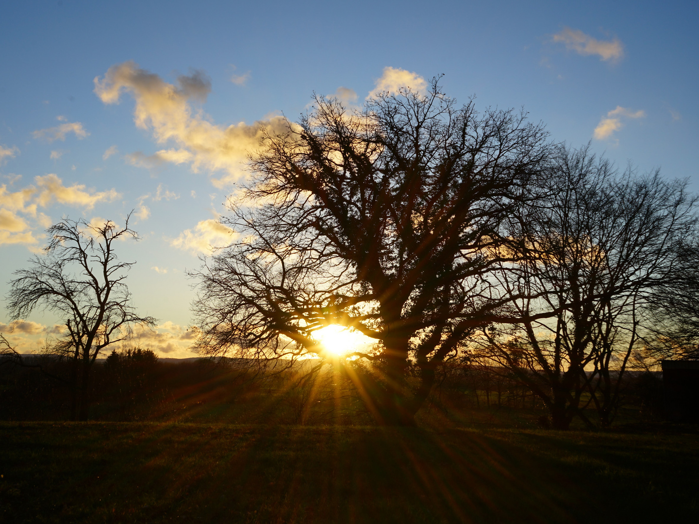 Gefangene Sonne im Baum