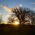 Gefangene Sonne im Baum