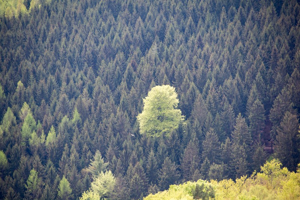 gefangener Baum