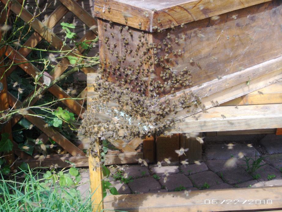 gefangener Bienenschwarm