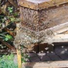 gefangener Bienenschwarm