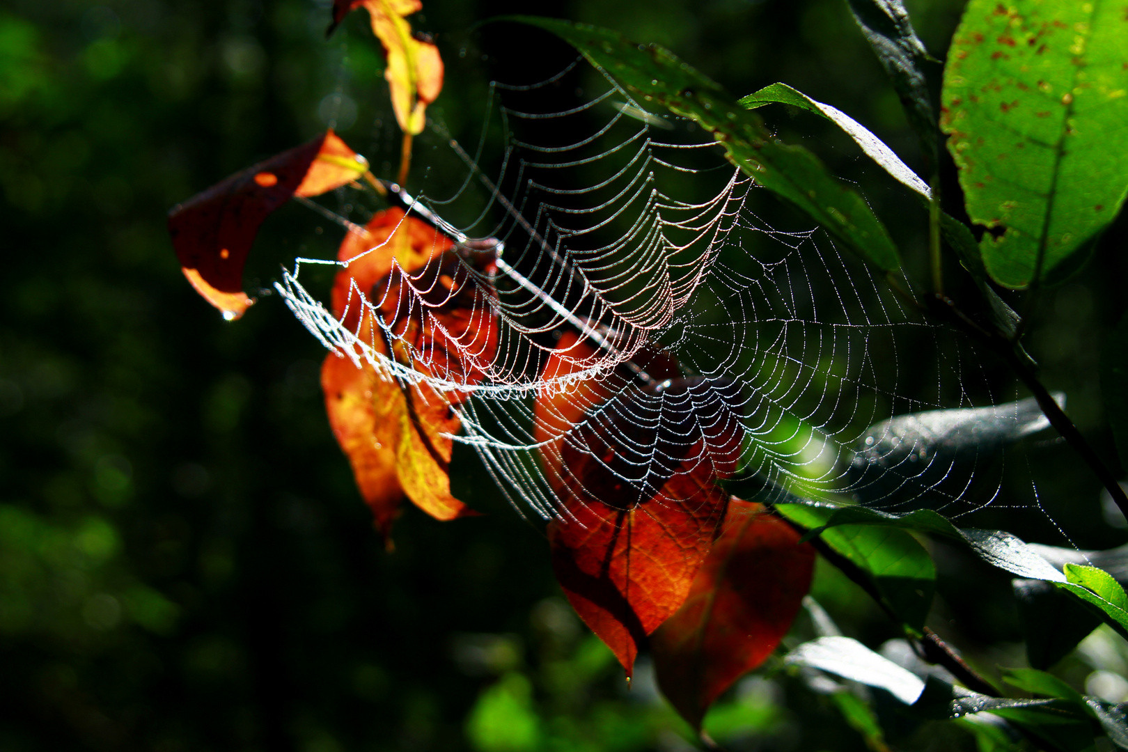 Gefangener Herbst...