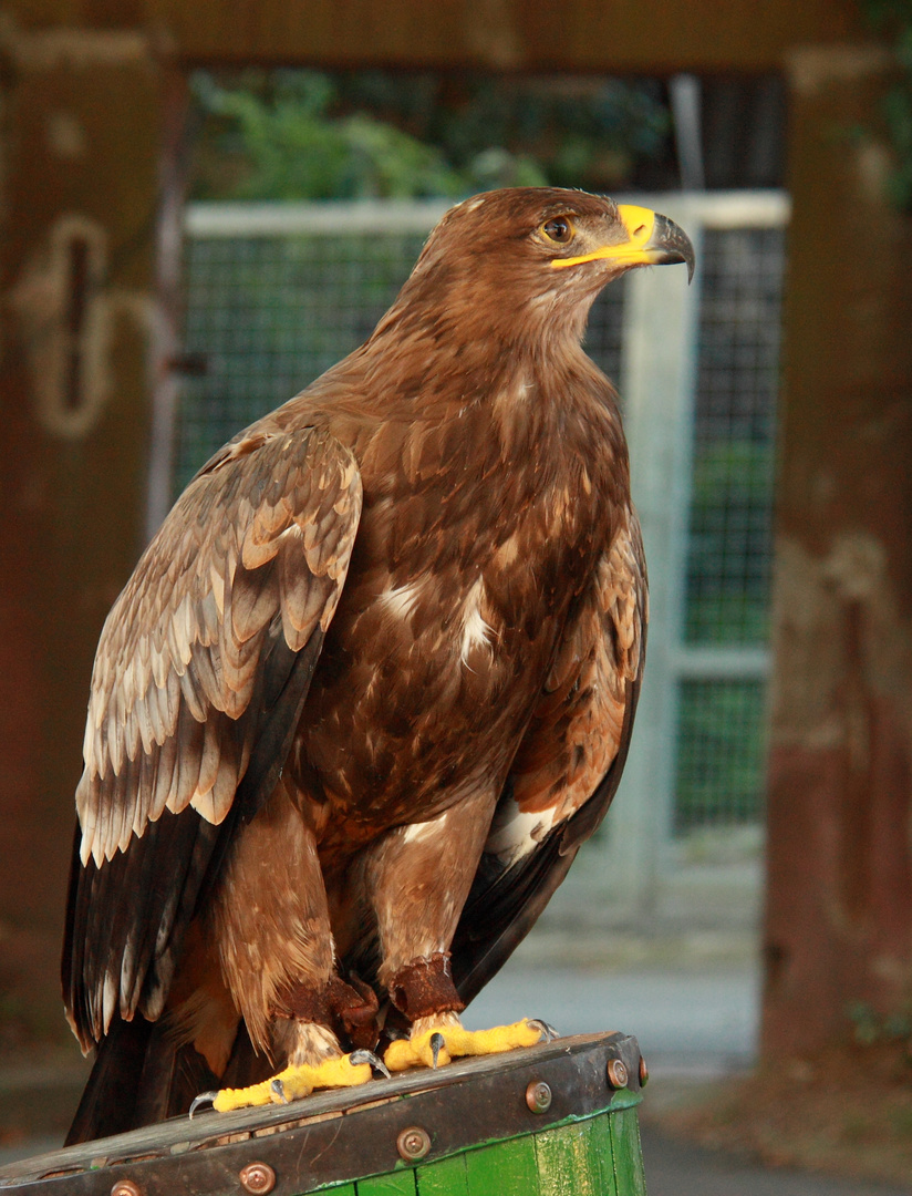 gefangener König der Lüfte