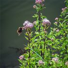 Gefangener Schmetterling