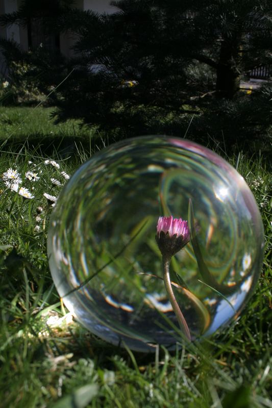 gefangenes Gänseblümchen