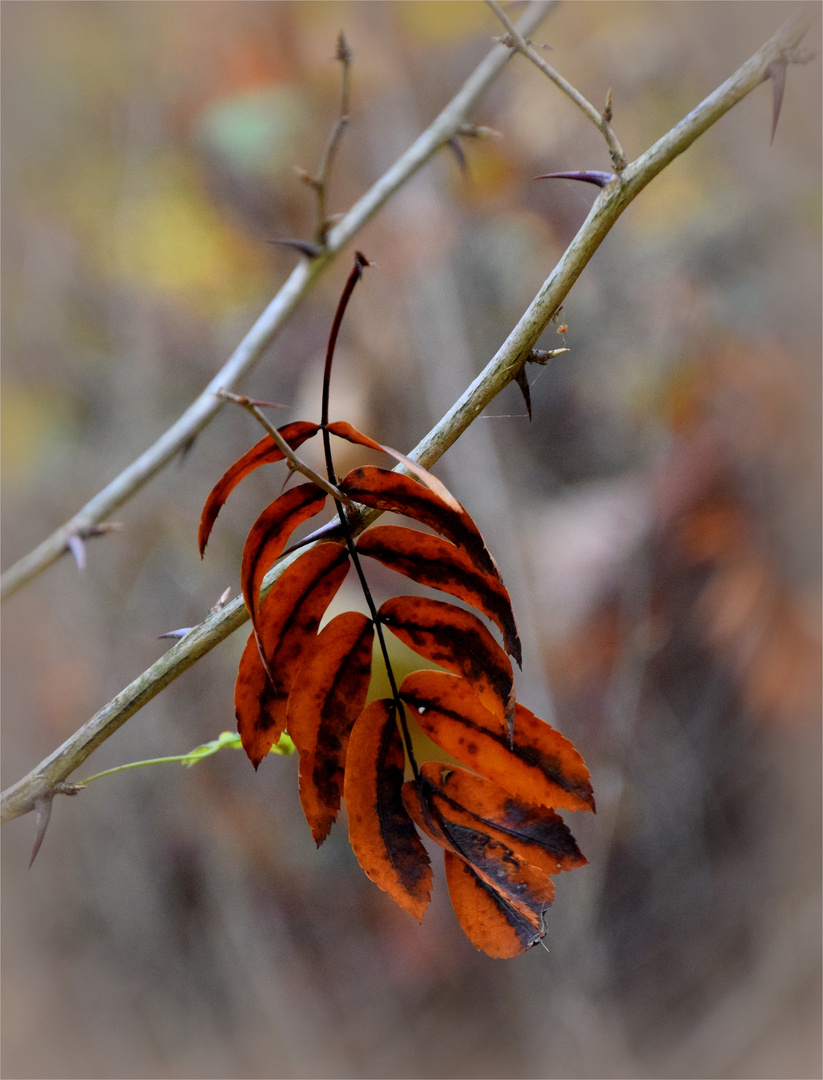 ..gefangenes Herbstblatt..