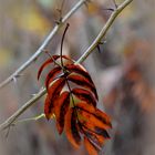 ..gefangenes Herbstblatt..