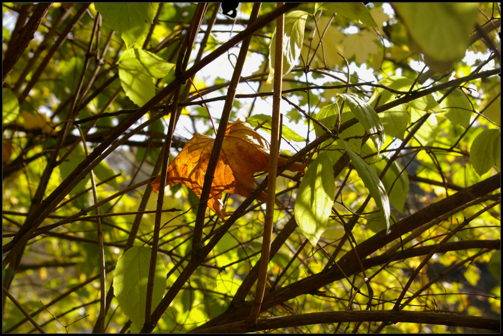 Gefangenes Herbstblatt