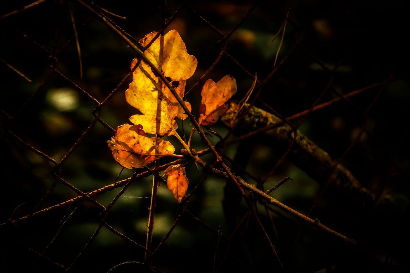 Gefangenes Herbstleuchten