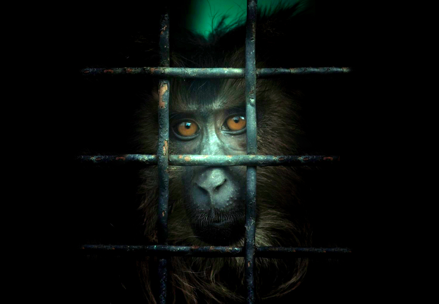 Gefangenschaft Foto & Bild tiere, zoo, wildpark & falknerei