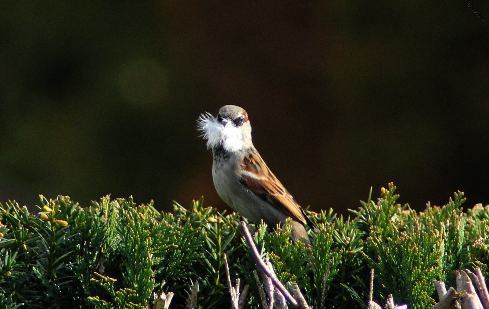 gefederter Vogel