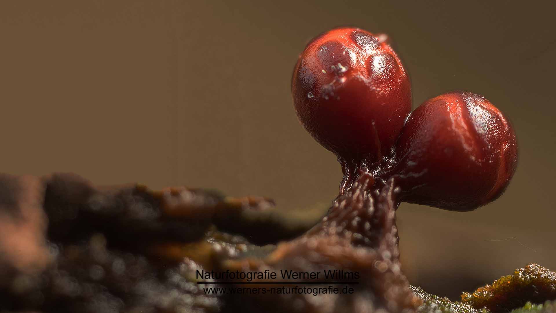 Gefelderter Haarstäubling (Trichia botrytis) 