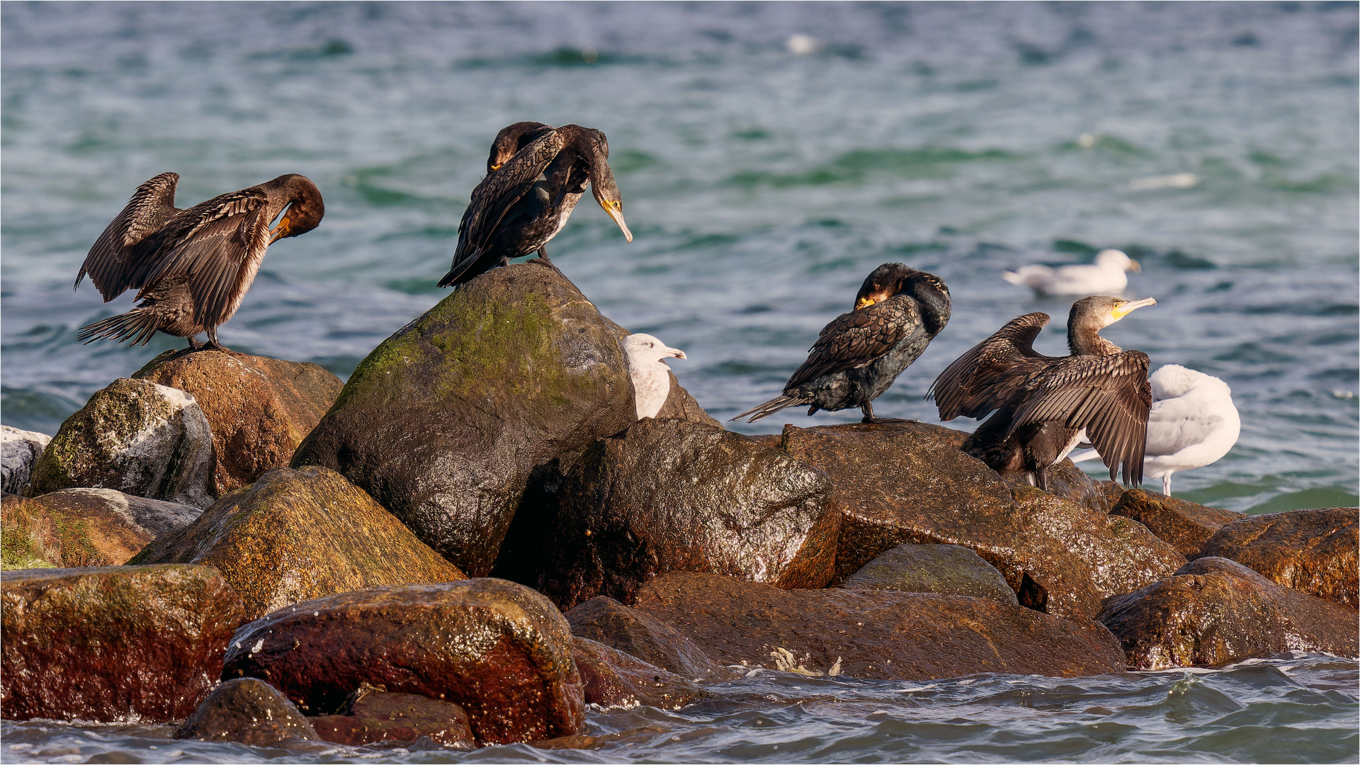 Gefiederpflege auf der Ostseebuhne  .....