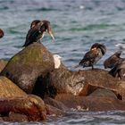 Gefiederpflege auf der Ostseebuhne  .....