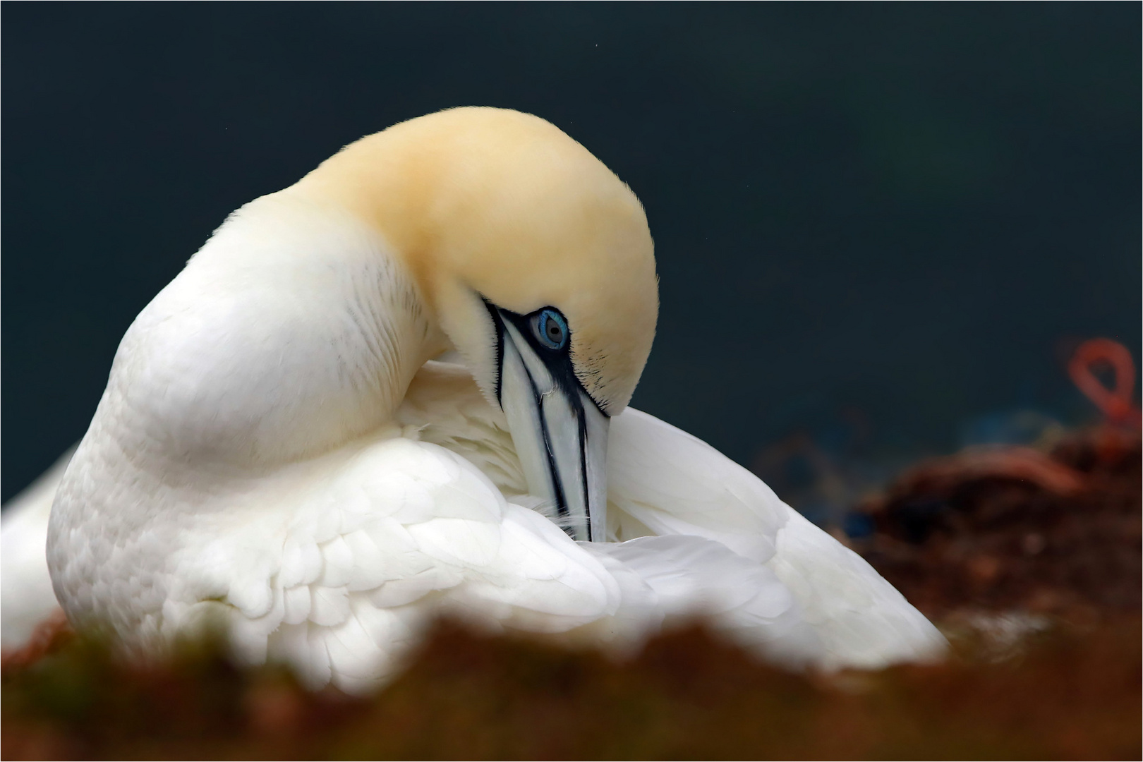 Gefiederpflege - Basstölpel auf Helgoland