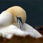 Gefiederpflege - Basstölpel auf Helgoland