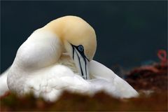 Gefiederpflege - Basstölpel auf Helgoland