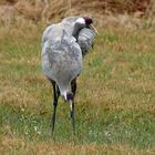 Gefiederpflege bei den Kranichen (Grus grus)