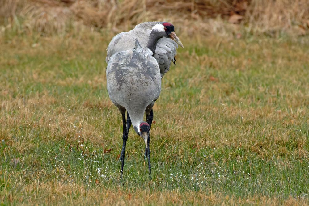 Gefiederpflege bei den Kranichen (Grus grus)