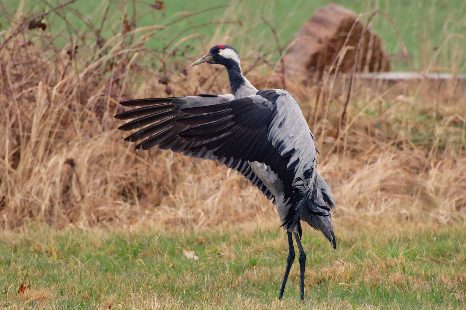 Gefiederpflege bei den Kranichen (Grus grus)