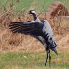 Gefiederpflege bei den Kranichen (Grus grus)