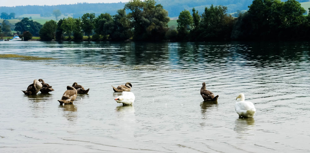 Gefiederpflege bei Familie Schwan