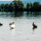 Gefiederpflege bei Familie Schwan