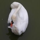 Gefiederpflege bei Herrn Schwan