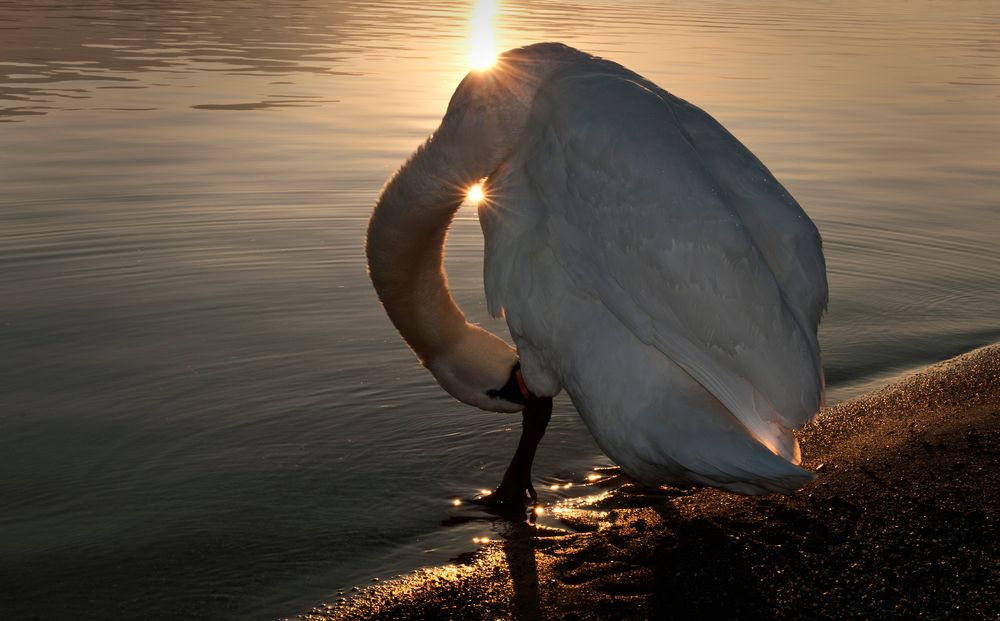 Gefiederpflege bei Sonnenaufgang 2