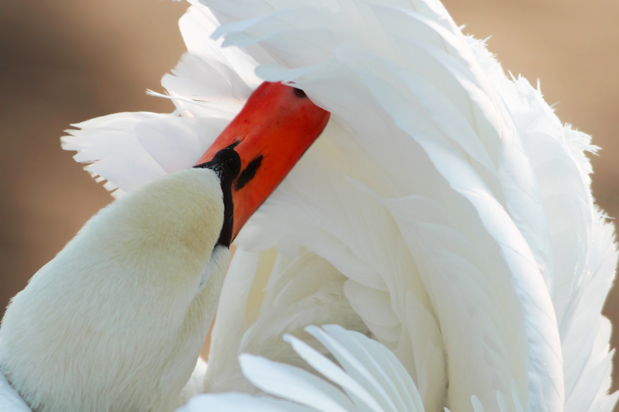 Gefiederpflege beim Höckerschwan