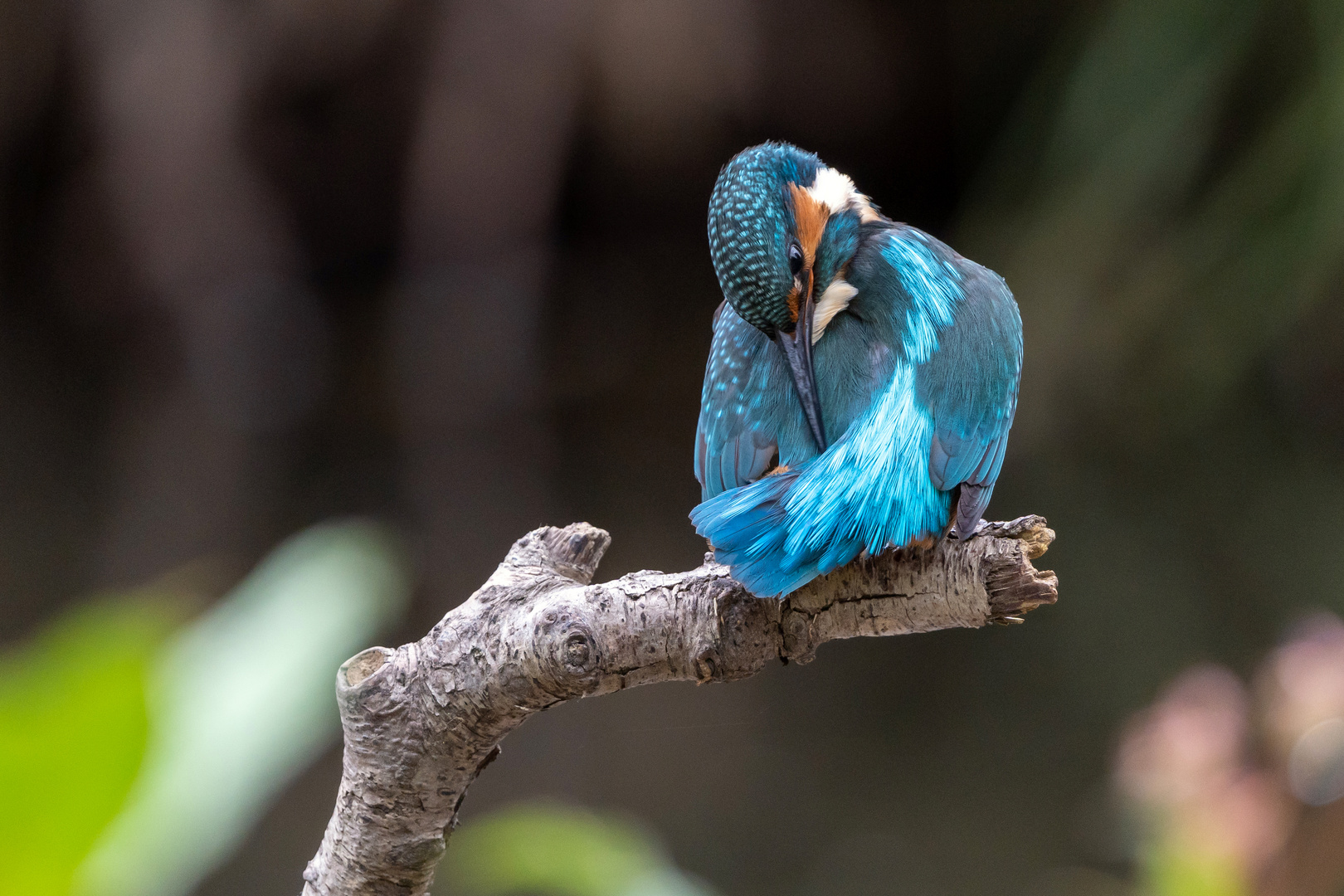 Gefiederpflege Eisvogel II