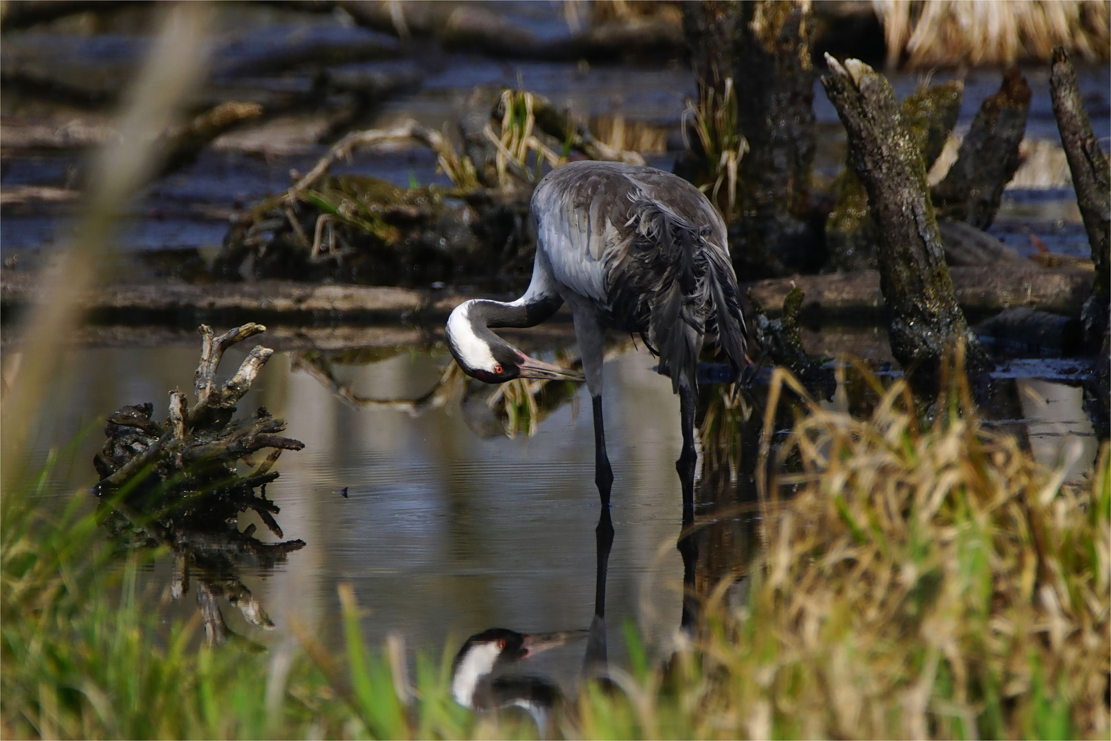 Gefiederpflege - Grus grus - 