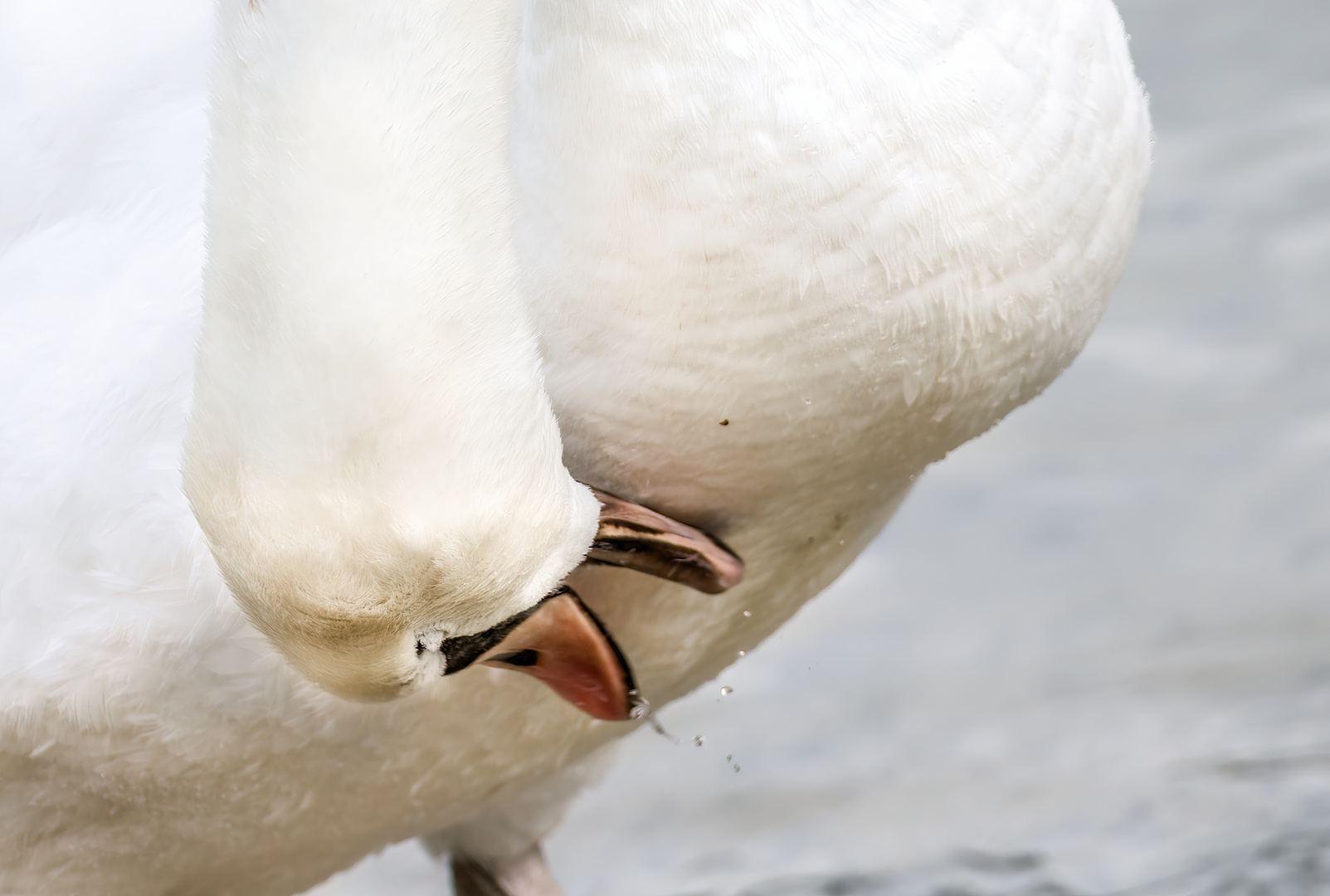 "GEFIEDERREINIGUNG" ala Swan