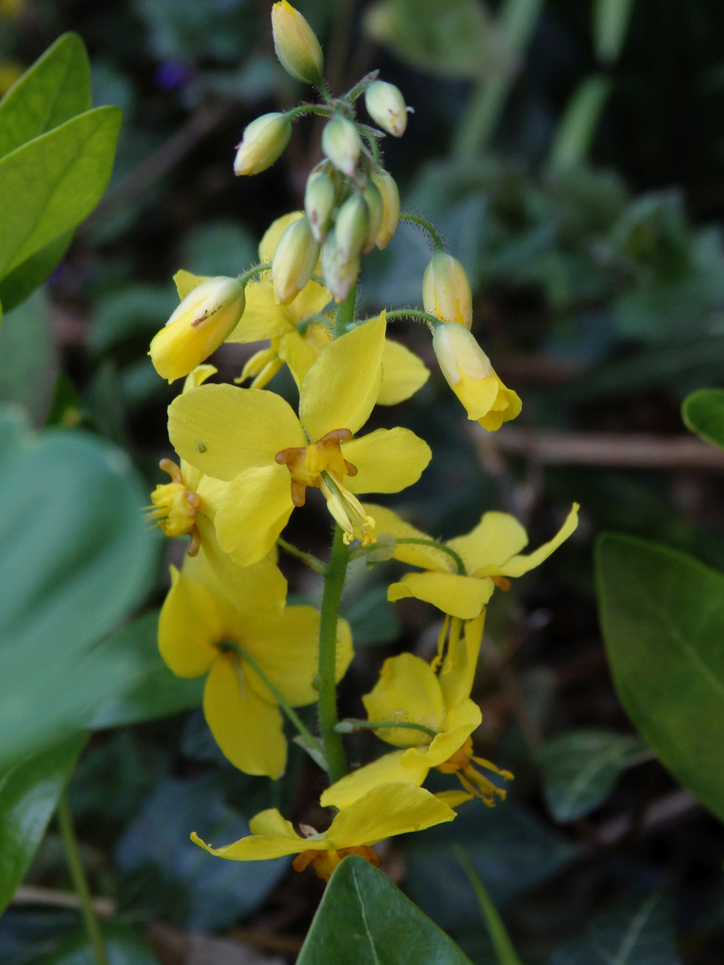 Gefiederte Elfenblume (Epimedium pinnatum)