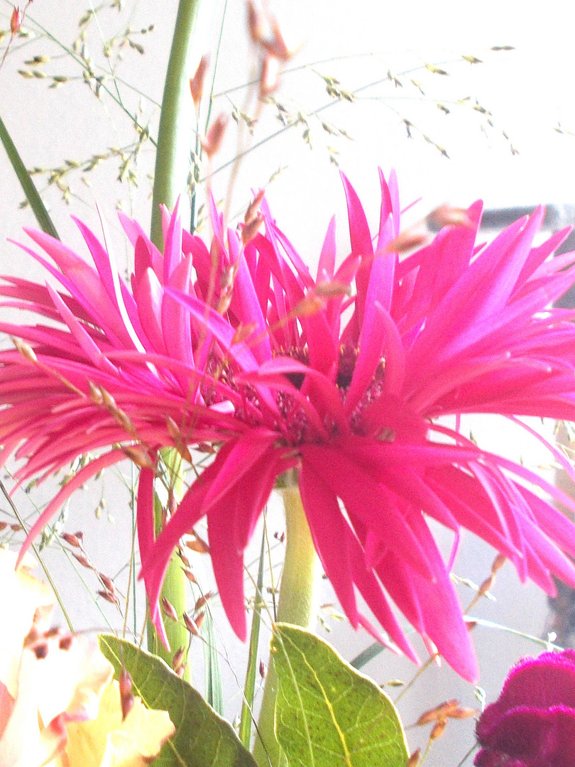 Gefiederte Gerbera in pink